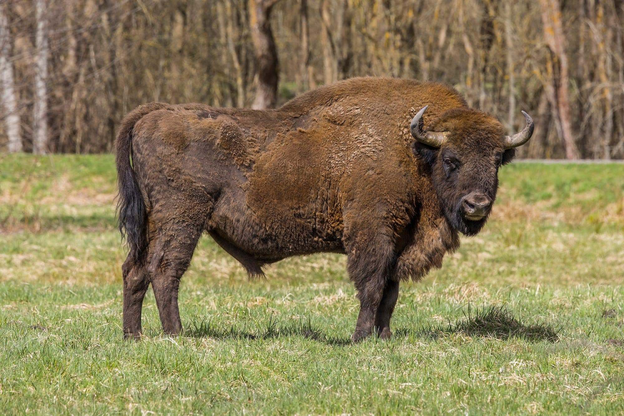 A European bison standing in a meadow in Białowieża